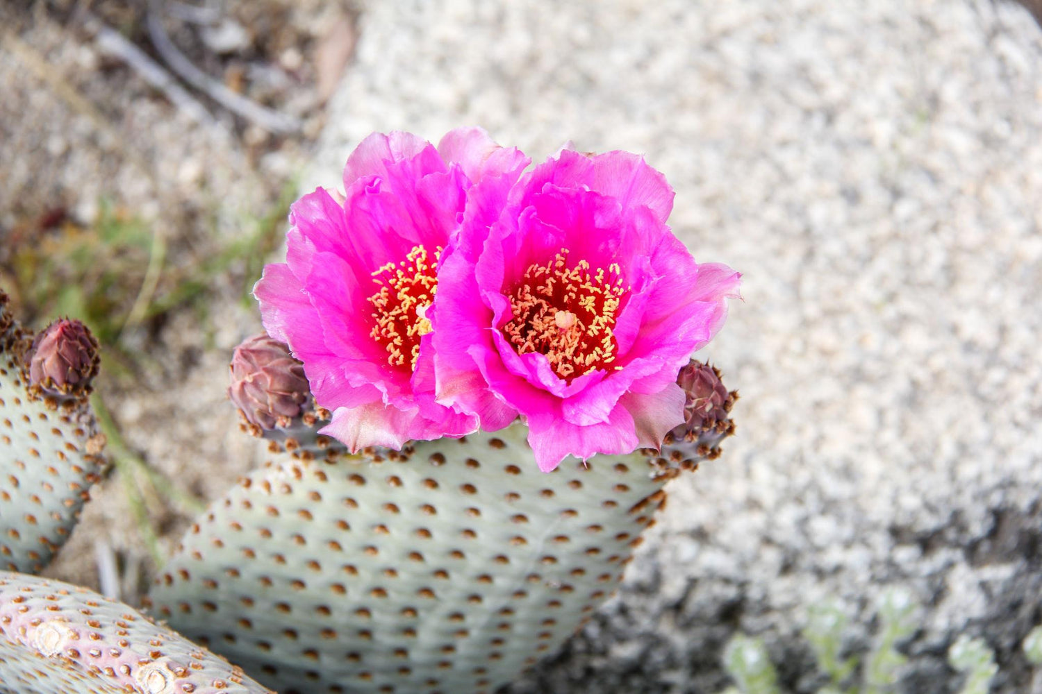 Desert Blooms